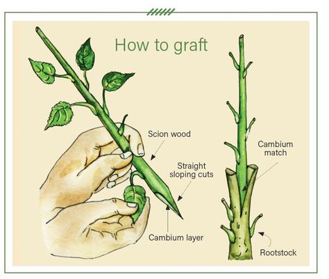 A step-by-step guide to grafting fruit trees - thisNZlife Asexual Reproduction In Plants, Grafting Trees, Fruit Salad Tree, Plant Grafting, Tree Grafting, Grafting Fruit Trees, Mother Tree, Grafting Plants, Plant Tissue