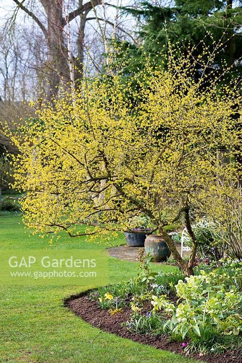 Cornus mas, the Cornelian cherry, a deciduous shrub or small tree which produces bright yellow flowers in winter. Cornelian Cherry, Corn Stock, Flowers In Winter, Cornus Mas, Flora Garden, Woodland Plants, Plant Photography, Ornamental Trees, Diy Landscaping