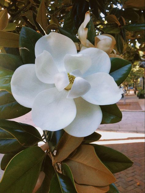 Savannah, georgia, magnolis, bloom, flowers Magnolia Flower Aesthetic, Magnolia Bouquet, Flower Blooming, Favorite Flowers, Magnolia Flower, Photo Diary, Wedding Bells, Pretty Flowers, Savannah