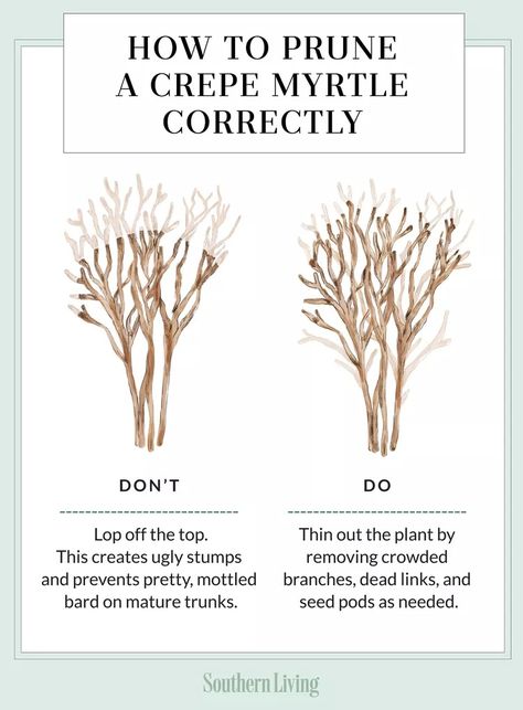 How To Prune A Crepe Myrtle Correctly Trimming Crepe Myrtles, Pruning Crepe Myrtles, Crepe Myrtle Bush, Crepe Myrtle Landscaping, Crepe Myrtles, Crepe Myrtle Trees, Myrtle Tree, Past Mistakes, Crepe Myrtle