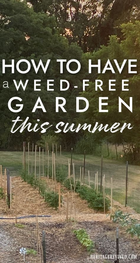 Image of rows of tomato plants and vegetables in a vegetable garden with heavy mulch and wood chips to prevent garden weeds. Keeping Weeds Out Of Garden, Weedless Garden Ideas, No Weeding Garden, How To Keep Weeds Out Of Garden, Natural Weedeater, Weeds In Garden, Weeding The Garden, Weeding Tips, Small Scale Gardening