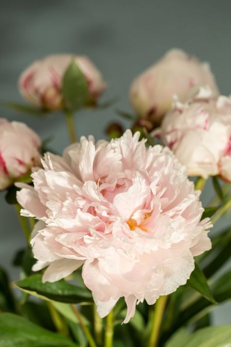 Sarah Bernhardt Peony, Peony Colors, Sarah Bernhardt, Garden Chic, Rose Varieties, Open When, Famous Women, Pink Stripes, Color Names