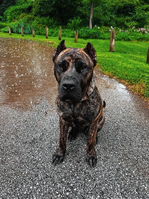 Presa Canario Dog, Cane Corso Dog Brindle, Cane Corso Brindle, Can Corso, Kane Corso, Presa Canario Puppy, King Corso Dog, Brindle Cane Corso, Brindle Dog