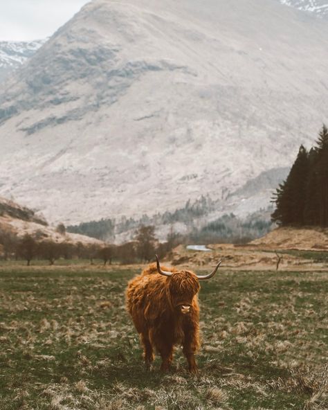 Outdoor Hairy Coo Oxen Scottish Aesthetic, Scotland Aesthetic, Jessica Wright, Scotland Road Trip, Scotland Landscape, Scottish Culture, Fort William, Scotland Highlands, Scottish Landscape