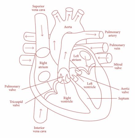 Nephron Diagram Easy, Simple Heart Diagram, N Png, Human Heart Drawing, Science Diagrams, Longitudinal Section, Heart Diagram, Medical Assistant Student, Medical Drawings