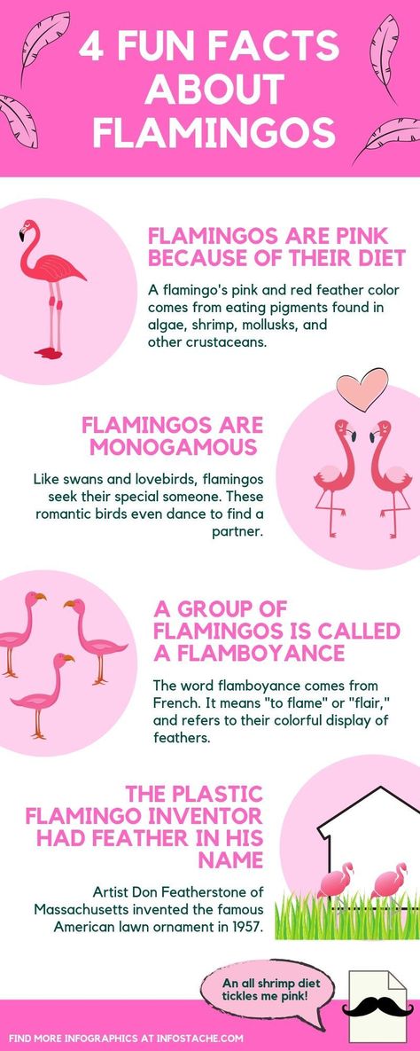 Get Your Pink Back Flamingo, Flamingo Facts, Flamingos Quote, Flamingo Birds, Flamingo Pictures, Flamingo Fashion, Flamingo Craft, Fancy Flamingo, Pink Birds