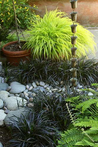 rain chain planting Black Mondo, Rain Garden Design, Black Mondo Grass, Japanese Forest, Rock Garden Design, Grasses Garden, Rock Garden Landscaping, River Stones, Rain Garden