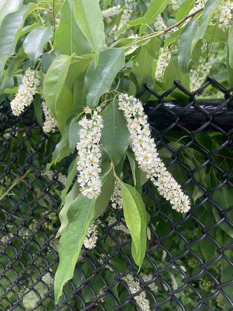 Prunus serotina flower cluster. Prunus Serotina, Flower Cluster, Birds, Plants, Flowers