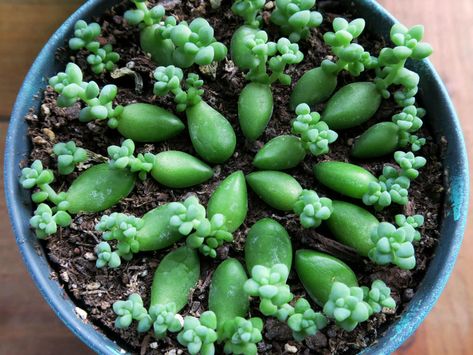 Multiplier Des Plantes Grasses, Propagate Succulents From Leaves, Kaktus Dan Sukulen, Propagating Succulents, Hanging Plants Indoor, Growing Succulents, Succulent Gardening, Succulent Care, Succulent Terrarium