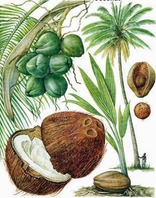 World Coconut Day, Making Cosmetics, School Kids Crafts, Blood Plasma, Coconut Pudding, Human Head, Coconut Rice, Water Bodies, Coconut Fiber