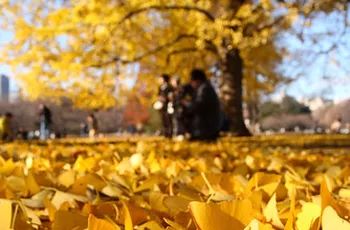 Ginkgo Tree Habitat Ginkgo Leaf Meaning, Leaf Symbolism, Ginkgo Biloba Tree, Leaves Meaning, Tree Poem, Ginko Biloba, Living Fossil, Ginkgo Tree, Dragon Tree