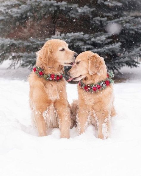 Christmas Puppies, Merry Christmas Dog, Golden Retriever Christmas, Dog Girl, Cutee Animals, Dog Kisses, Christmas Friends, Christmas Dogs, I Like Dogs