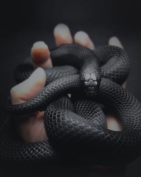 dark snake Black Mamba Snake, Mamba Snake, Snake Painting, Drywall Art, Pretty Snakes, Snake Wallpaper, Ange Demon, Photoshop Painting, Dark Style