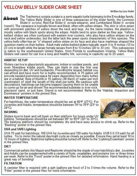 Yellow Belly Slider Turtle, Yellow Belly Turtle, Turtle Traps, Aquatic Turtle Tank, Yellow Bellied Slider, Turtle Species, Aquarium Tips, Turtle Stuff, Turtle Care