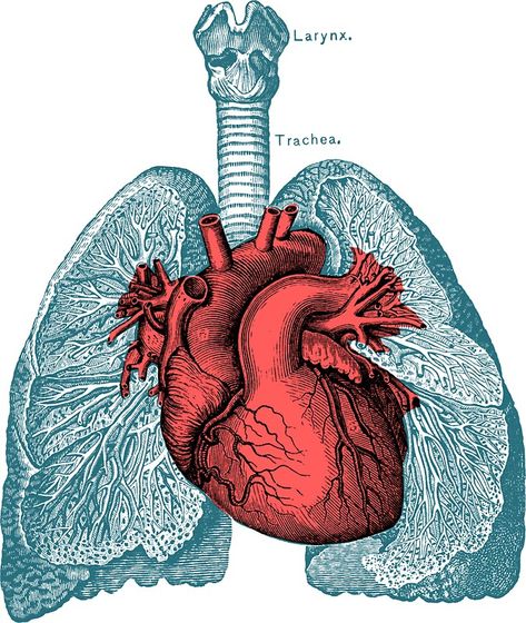 "Red Heart and Lungs Human Anatomy art" Stickers by PRRINT | Redbubble Heart And Lungs Anatomy, Lungs Drawing, Lungs Anatomy, Lungs Art, Lung Anatomy, Medical Stickers, Human Figure Drawing, Heart And Lungs, Human Anatomy Art