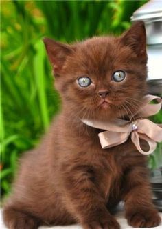 chocolate kitten! Cutest thing ever!!! Love kittens! Cats are so cute! (Sorry, I'm totally obsessing right now.) Chocolate Cat, Söt Katt, Beautiful Cat Breeds, Most Beautiful Cat Breeds, Brown Cat, Cute Cats And Kittens, Cute Kittens, Cats Meow, Beautiful Cat