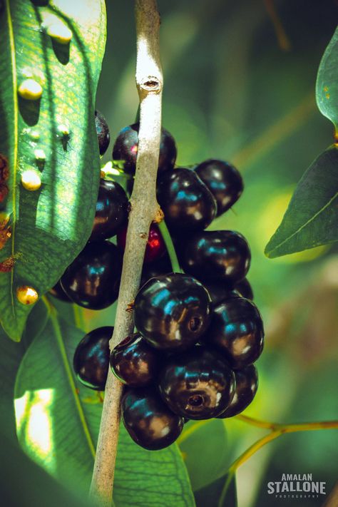 Jamun Fruit, I Feel Happy, Farm Business, Fruit Benefits, Amazing Food Art, Aesthetic Roses, Alphabet Wallpaper, Cute Couples Photography, Fruit Photography