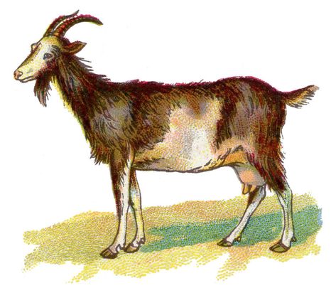 goat color illustration Goat Images, Stomach Images, Goat Clipart, Goat Picture, Totes Ma Goats, Baby Image, White Goat, The Graphics Fairy, Fairy Images