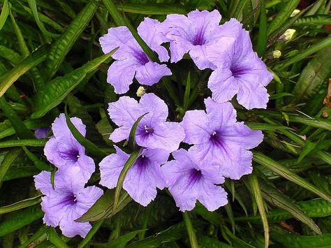 Mexican Petunia- Ruellia Mexican Petunia, Susan Black, Autumn Sage, Texas Bluebonnets, Texas Gardening, Best Flowers, East Texas, Gorgeous Flowers, How To Attract Hummingbirds