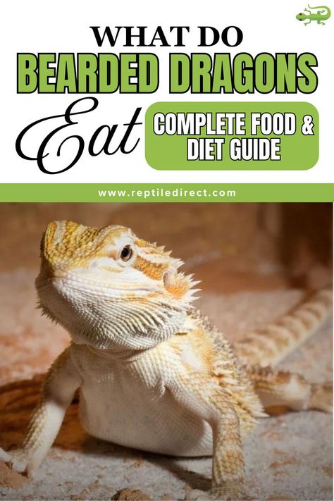 A promotional image for a bearded dragon diet guide titled 'What Do Bearded Dragons Eat: Complete Food & Diet Guide' featuring a close-up of a bearded dragon on a sandy surface. Lizard Habitat, Bearded Dragon Food, Bearded Dragon Diet, Baby Bearded Dragon, Perfect Beard, Pet Dragon, Diet Guide, Healthy Pets, Pet Care Tips