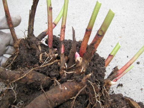 Transplanting Peonies, Divide And Conquer, Peony Root, Garden Yard Ideas, Garden Gates, Lawn And Garden, Dream Garden, Garden And Yard, Horticulture