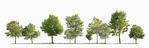 Download Free Cutouts Trees | Forest/Digital Tree Architecture, Tree Texture, Architectural Trees, Urban Spaces Design, Tree Photoshop, Landscape Architecture Graphics, Food Forest Garden, Photoshop Rendering, Landscape Design Drawings