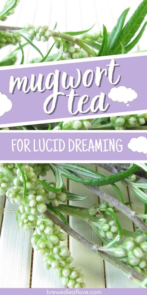 Mugwort Tea, Mugwort Herb, Dream Herbs, Medicinal Wild Plants, Herbal Tea Garden, Digestive Aid, Diy Herbal Remedies, Herbal Remedies Recipes, Dream Tea