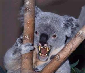 scary wally Koala Meme, Koala Funny, Drop Bear, Australian Accent, Funny Koala, Koala Bears, Bear Attack, Wooly Mammoth, Australian Animals