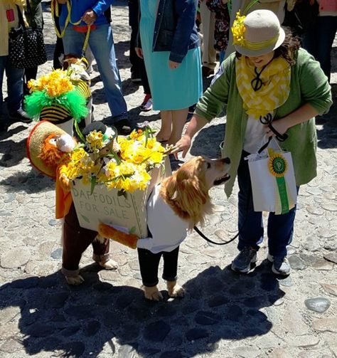 This Dog Parade Is the Nantucket Version of Best in Show Dog Parade, Daffodil Day, Best In Show, Dog Halloween Costumes, Dog Costumes, Dog Halloween, Dog Stuff, Nantucket, Daffodils