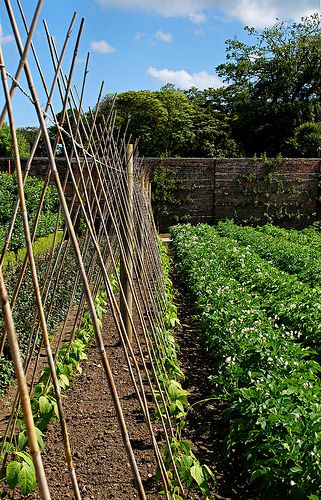 Ewa in the Garden: 14 ideas for bean poles - Inspirational Monday Bean Poles, Bean Trellis, Growing Beans, Lost Garden, Wooden Trellis, Pole Beans, Growing Grapes, Veg Garden, Food Garden