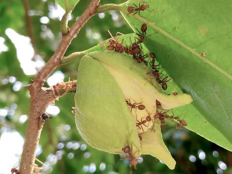 Weaver ants are more flexible situation requires it stock photos Weaver Ant, Vector Technology, More Flexible, Ants, Fireworks, Stock Images, Stock Photos, Technology