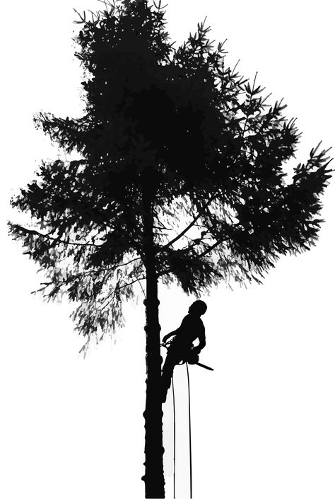 Arborist Climbing Trees, Arborist Climbing, Climbing Art, Tree Climbing, Tree Service, Tree Trimming, Autumn Trees, Tree Art, Human Silhouette