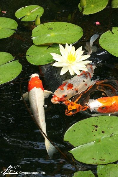 Karp Koi, Coy Fish, Koi Painting, Pond Painting, Pretty Fish, Pond Fish, Koi Art, Floating Plants, Koi Fish Pond