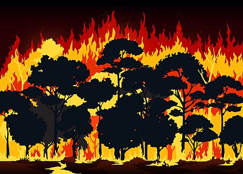 Burning Illustration, Drawing Flames, Fire Flames, Remove Background From Image, Wild Fire, Trees Forest, Forest Background, Tropical Forest, Tree Forest