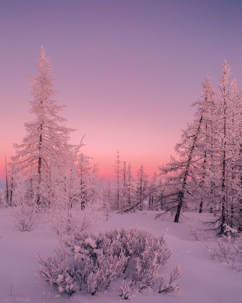 Winter Aesthetic Pink, Pink Winter Aesthetic, Snow Wallpaper Iphone, Pink Hour, Winter Wonderland Wallpaper, Pink Photography, Pink Snow, Pink Winter, Winter Sky