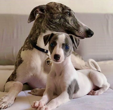 Adult and puppy Bedlington Whippet, Greyhound Puppies, Whippet Mix, Italian Greyhound Puppies, Greyhound Puppy, Whippet Puppies, Whippet Dog, Pet Corner, Italian Greyhound