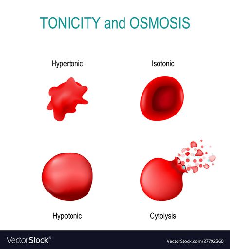 Osmotic Pressure, Medical Laboratory, Red Blood, Red Blood Cells, Blood Cells, The Cell, Nursing, Adobe Illustrator, Vector Images