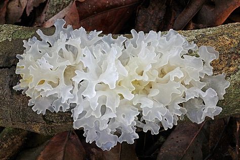 Tremella fuciformis (snow fungus, silver ear fungus or white jelly mushroom) Lichen Moss, Mushroom Pictures, Plant Fungus, Slime Mould, Edible Mushrooms, Mushroom Fungi, Wild Mushrooms, In The Forest, Plant Life