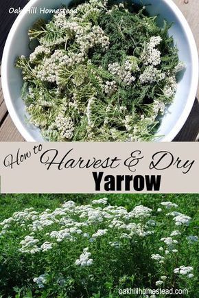 How to harvest and dry yarrow, from Oak Hill Homestead Yarrow Harvesting, How To Dry Mullein Leaves, Beginner Herbalist, Harvest Herbs, Yarrow Plant, Yarrow Flower, Wild Food Foraging, Edible Wild Plants, Herb Garden Design