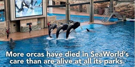 Captivity kills Orcas In Captivity, Save The Whales, Animal Activism, Stop Animal Cruelty, Orca Whales, Killer Whales, Sea World, Animal Rights, Whales