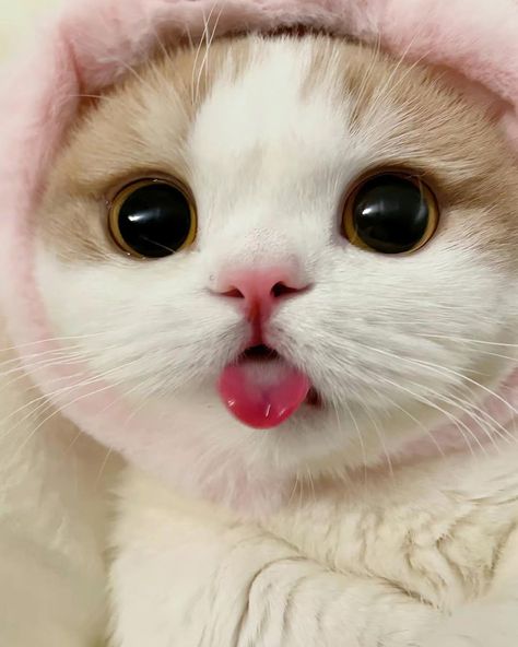 Cute Cat | Cute Kitty img cc :- kimbingmeiii7 #cat #cute cat #kitty #cat #cute cat #white cat #pretty cat #crazy cat #funny cat #cat cutie #cute kitties# cute cat pfps Cute Cat Face, Image Chat, Very Cute Dogs, Cute Cats Photos, Cute Cat Gif, Baby Kittens, Cat Aesthetic, Pet Costumes