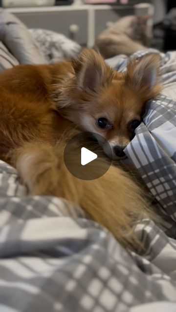 Mika Moo on Instagram: "Don’t you wish you could claim fur babies on taxes ! ♡  ♡  ♡  ♡  ♡  ♡  #pomchisofinstagram #pomeranian #chihuahua #chewylouie #puppiesofinstagram #puppylove #dogsofinstagram #chewyvuitton #hypoallergenic #royalcanin #pomchi #puppy #puppylove #dog #chihuahuasofinstagram #pomeraniansofinstagram #cute #loving" Pomchi Dogs, Pomchi Puppies, Pomeranian Chihuahua, Pomeranian Spitz, Royal Canin, Chihuahua Love, Pomeranian Dog, Chihuahua Puppies, Big Heart