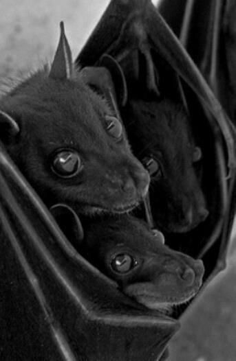 Bat Images, Fox Bat, Hanging Upside Down, Fruit Bat, Baby Bats, Cute Bat, Cute Little Animals, Nature Animals, Animals Friends