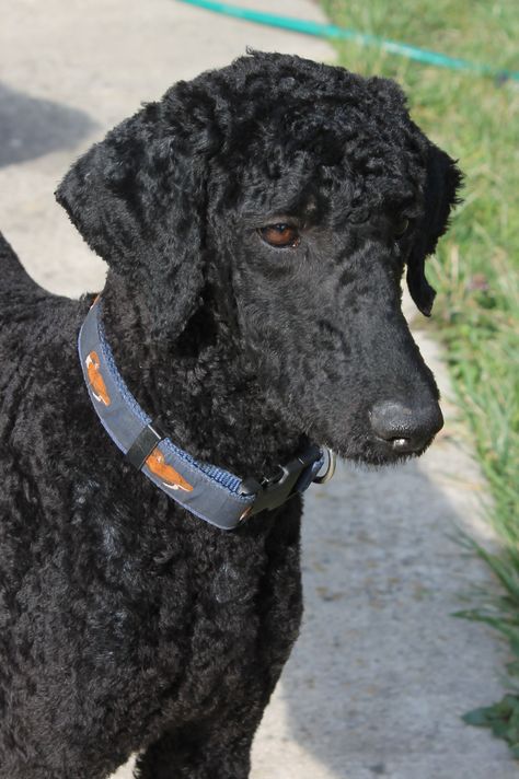 Poodle trim, face & ears & short all over Standard Poodle Short Haircut, Standard Poodle Summer Cut, Standard Poodle Haircut Styles Summer, Standard Poodle Haircut Styles Short, Poodle Short Haircut, Short Poodle Cuts, Poodle Haircut Styles Short, Poodle Summer Cut, Short Poodle Haircut