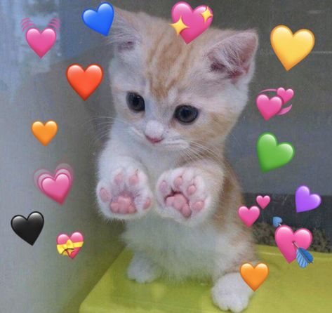 Baby Animals Wallpaper, Cursed Emojis Cute, Wallpaper Of Cats, Cute Cat Heart, Funny Relationship Pictures, My Kuromi, Cursed Emojis, Love Vibes, Cats Pictures