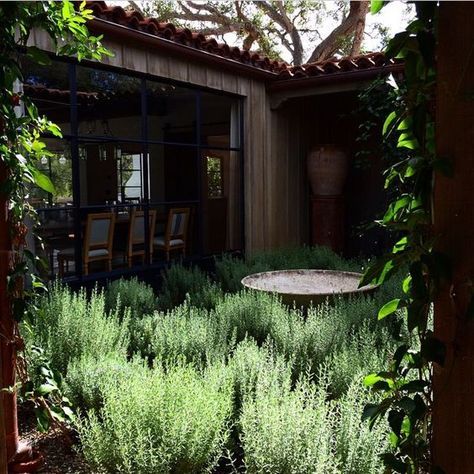 Rosemary For Remembrance, Green Courtyard, Rosemary Garden, Mass Planting, Exterior Garden, Small Courtyard, Lavender Garden, Patio Interior, Mediterranean Garden