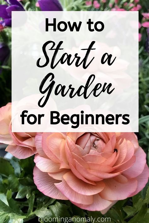 Starting a garden is easy once you know the basics. You can figure out when to start from seeds or with a small plant and where. Click on the pin for more information on how to start a garden for beginners. #startagarden #howtostartagarden #startagardenforbeginners #startagardenfromseeds How To Garden For Beginners Flowers, Beginner Gardening Flowers, I Need To Start A Garden, Start A Garden For Beginners, Plant Beginner Guide, Garden Beginner Get Started, Garden For Beginners, Gardening Tips For Beginners, Small Flower Gardens