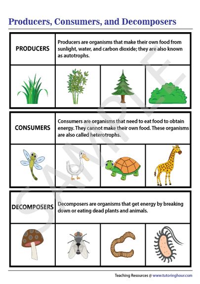 Producers, Consumers, and Decomposers Chart Decomposers Science Activity, Producers Consumers Decomposers Activity, Decomposers Activity, Producers Consumers Decomposers, Science Life Cycles, Science Chart, Trophic Level, 4th Grade Science, About Science