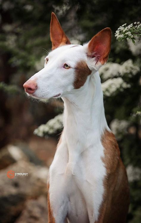 Dogs Pics, Pics Of Dogs, Ibizan Hound, All Breeds Of Dogs, Dog Anatomy, Canine Art, Cute Dog Pictures, All Grown Up, Dog Images