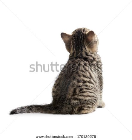 Cat From Back View, Cat Sitting Looking Up, Cat Looking Down, Cat From Behind, Cat Back View, Cat And Dog Photos, Cat Poses, Cat Stretching, Cat Body